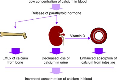 Calcium Homeostasis in the Body